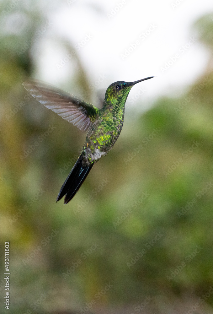 Fototapeta premium beija-flor verde brilhanete, característico da mata atlântica do sul do Brasil