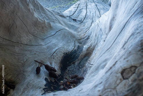 bleached weathered driftwood log laying on a beach