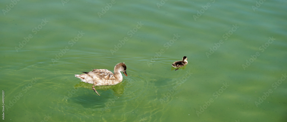 Mother and baby duck swimming togheter in a pond Mother and baby duck swimming togheter in a pond