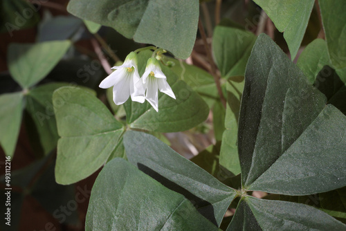 shamrock plant