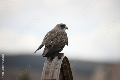 hawk