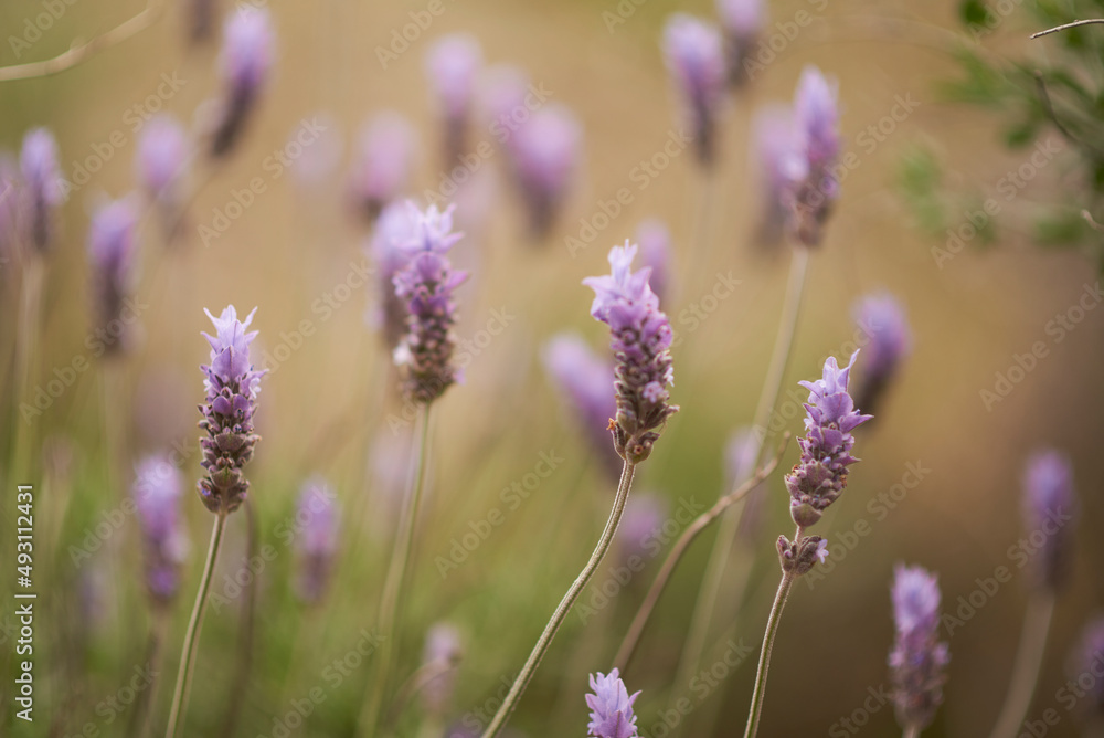 Lavender flowers at sunlight in a soft focus, pastel colors and blur background Lavender flowers at sunlight in a soft focus, pastel colors and blur background