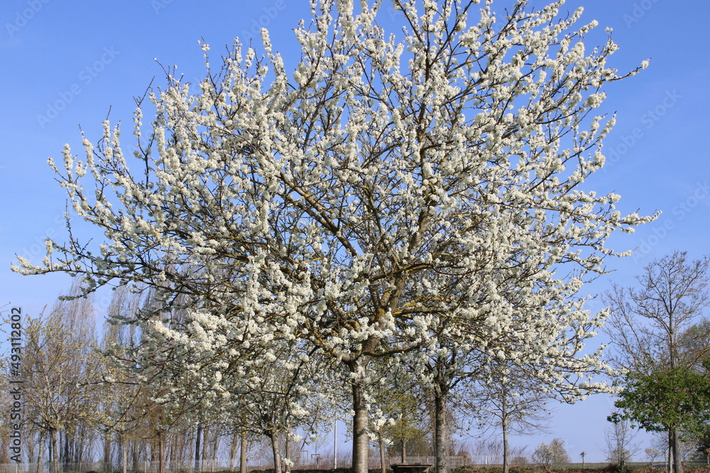Arbre en fleurs jaune et blanc - Beautiful Yellow and White Tree Arbre en fleurs jaune et blanc - Beautiful Yellow and White Tree
