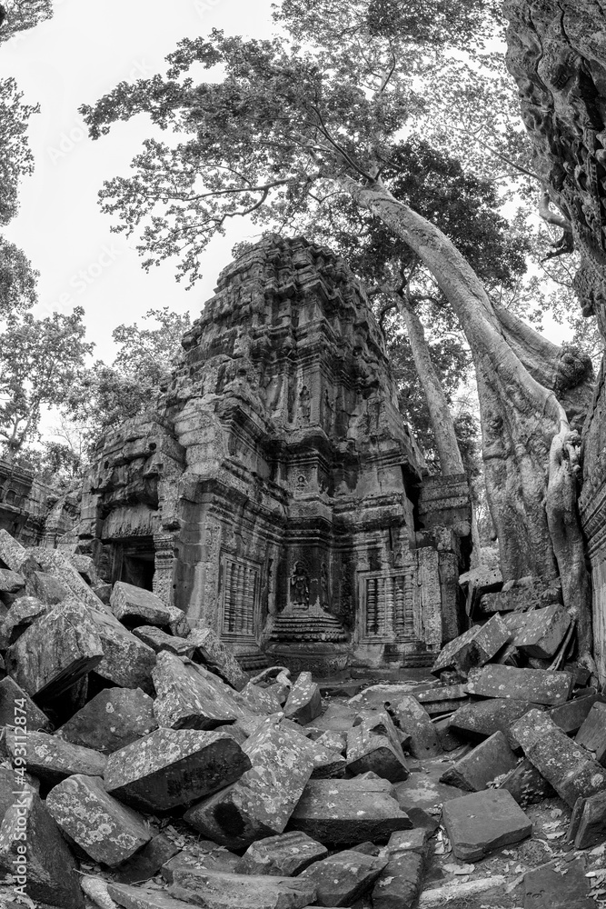 Black and White View of Ta Phrom Black and White View of Ta Phrom