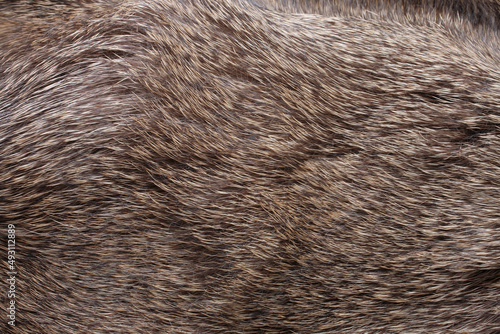 animal hair