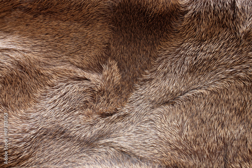 Wallpaper Mural mule deer hair Torontodigital.ca