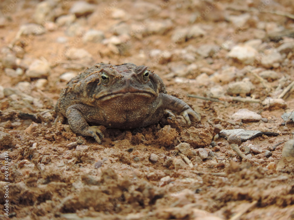 Fototapeta premium frog on the ground