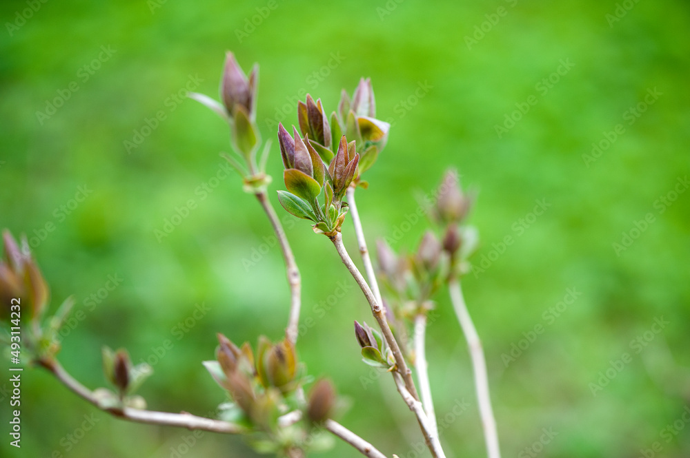 Young spring twigs with leaves. Close-up, selective focus. Young spring twigs with leaves. Close-up, selective focus.