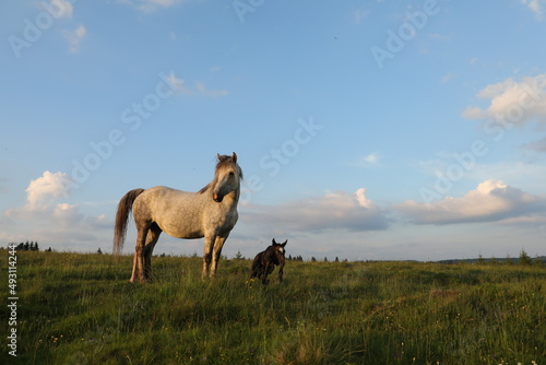 A white female of wild horse gave birth to a young newborn foal horses on a grassy meadow surrounded by spruce forest at sunset in the Apuseni mountains, Romania. © Silviu