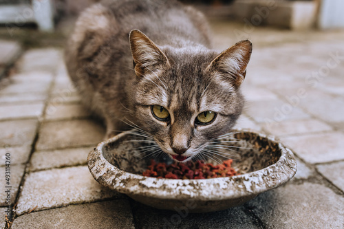 Fototapeta Naklejka Na Ścianę i Meble -  A beautiful gray hungry cat sits on a tile and eats dry food from an old aluminum bowl. Photo of an animal.