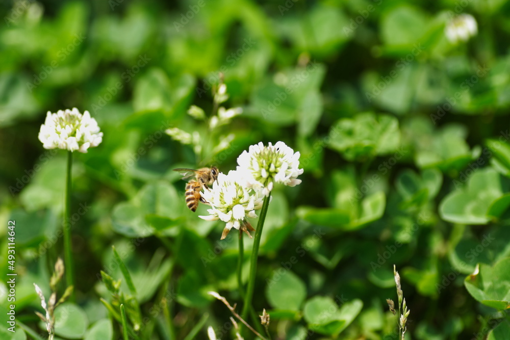 クローバの花にミツバチが蜂蜜を集めに飛んでいる風景
A landscape of bees flying to collect honey on clover flowers. クローバの花にミツバチが蜂蜜を集めに飛んでいる風景
A landscape of bees flying to collect honey on clover flowers.