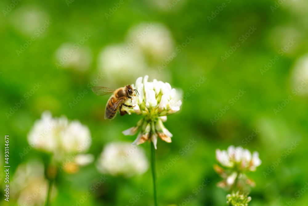 クローバの花にミツバチが蜂蜜を集めに飛んでいる風景
A landscape of bees flying to collect honey on clover flowers. クローバの花にミツバチが蜂蜜を集めに飛んでいる風景
A landscape of bees flying to collect honey on clover flowers.