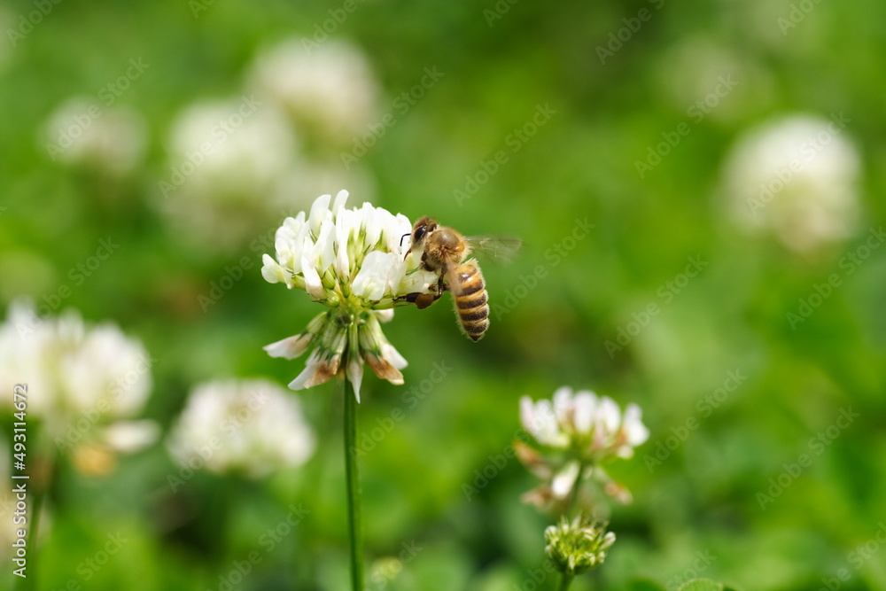 クローバの花にミツバチが蜂蜜を集めに飛んでいる風景
A landscape of bees flying to collect honey on clover flowers. クローバの花にミツバチが蜂蜜を集めに飛んでいる風景
A landscape of bees flying to collect honey on clover flowers.