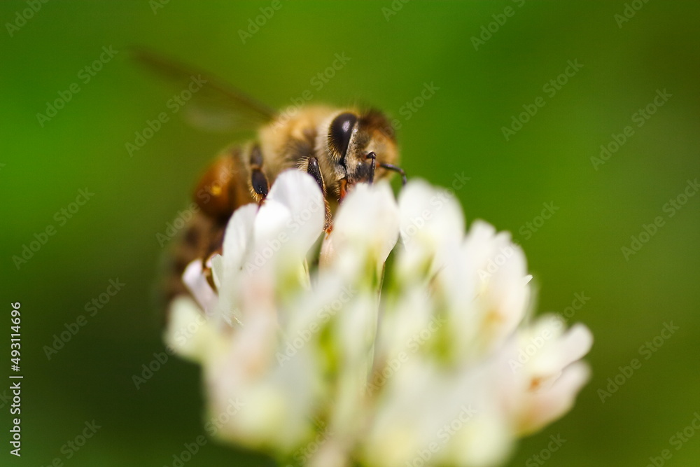 Photography Poster クローバの花にミツバチが蜂蜜を集めに飛んで