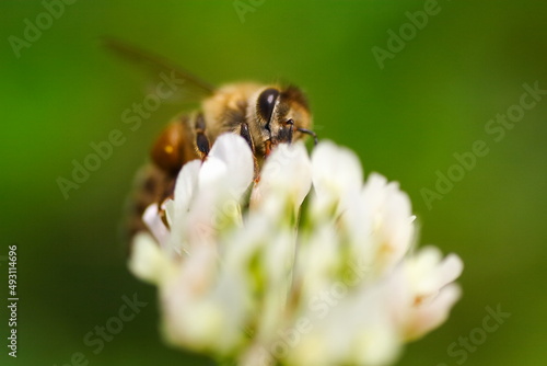 クローバの花にミツバチが蜂蜜を集めに飛んでいる風景 A landscape of bees flying to collect honey on clover flowers. © Orange Bowl