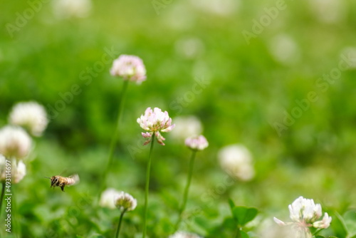 クローバの花にミツバチが蜂蜜を集めに飛んでいる風景 A landscape of bees flying to collect honey on clover flowers.