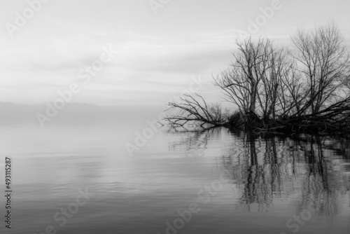 Symmetric skeletal trees reflections on a lake with perfectly still water