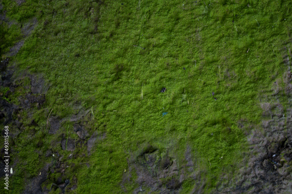 Green moss growing against concrete cement in a very damp area against the wall after a major rainstorm Green moss growing against concrete cement in a very damp area against the wall after a major rainstorm