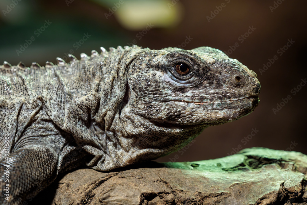 The Utila Iguana on a branch (Ctenosaura bakeri) is a critically endangered lizard species. The Utila Iguana on a branch (Ctenosaura bakeri) is a critically endangered lizard species.