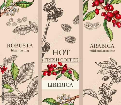 set of postcards, coffee, variety, arabica, robusta, liberica, set of botanical illustrations coffee, plant, grains, flowers, leaves, branches, black outline, engraving, hand drawing, cafe menu design