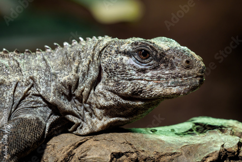 The Utila Iguana on a branch  Ctenosaura bakeri  is a critically endangered lizard species.