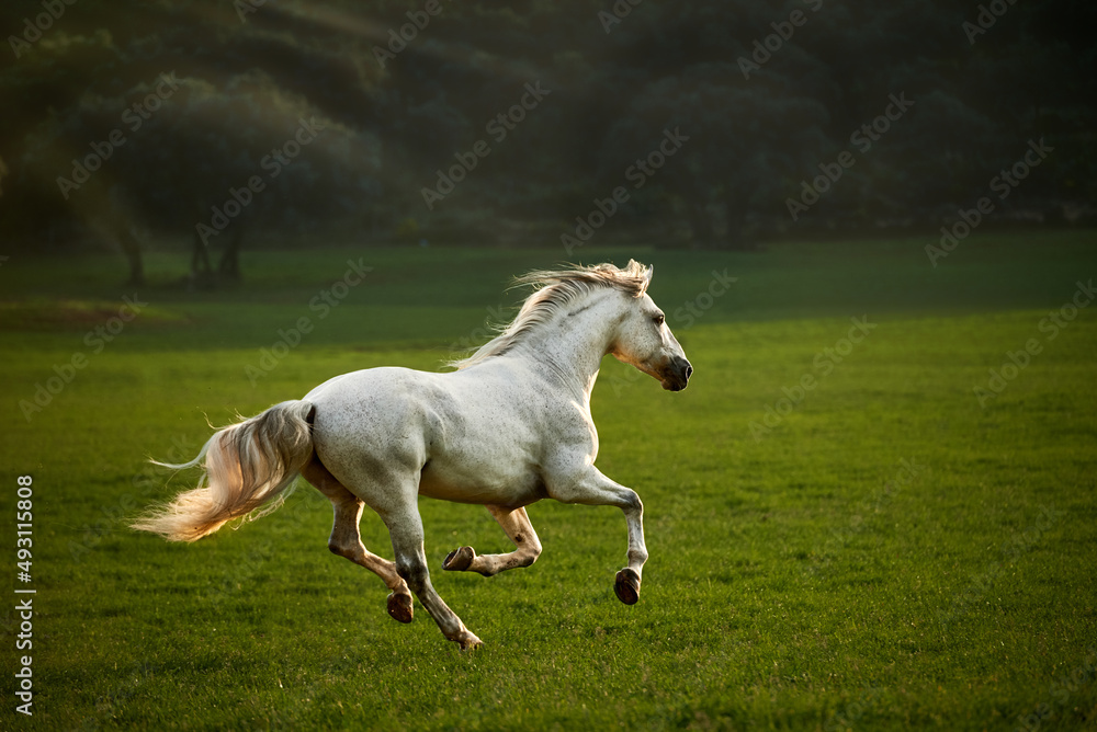 Fototapeta premium Iberian white stallion running at sunset