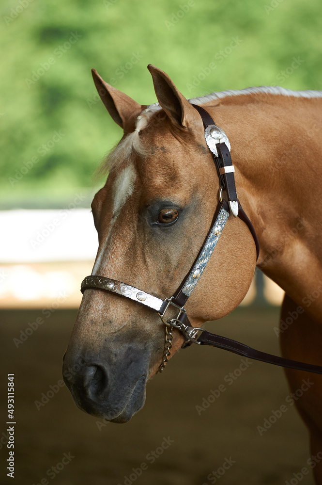 Obraz premium Portrait of a palomino quarter horse