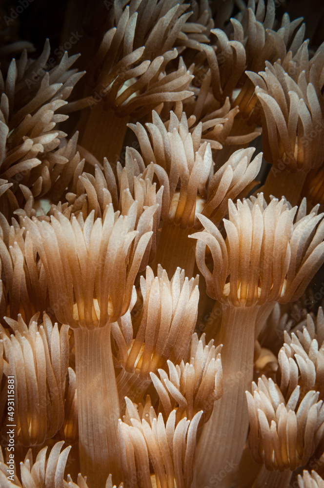 Corals feed on the reef in the Lembeh Straits, North Sulawesi, Indonesia Corals feed on the reef in the Lembeh Straits, North Sulawesi, Indonesia