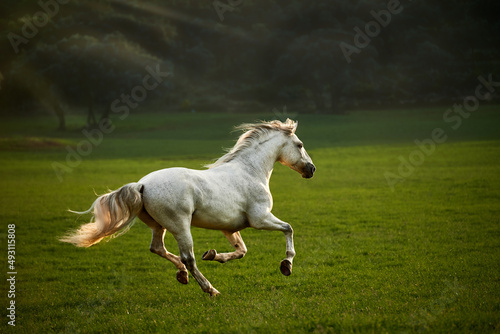 Iberian white stallion running at sunset