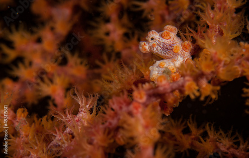 A Pygmy seahorse  Hippocampus bargibanti  hides on a Gorgonian Fan Coral on the Nudi Retreat divesite  Lembeh Straits  Indonesia