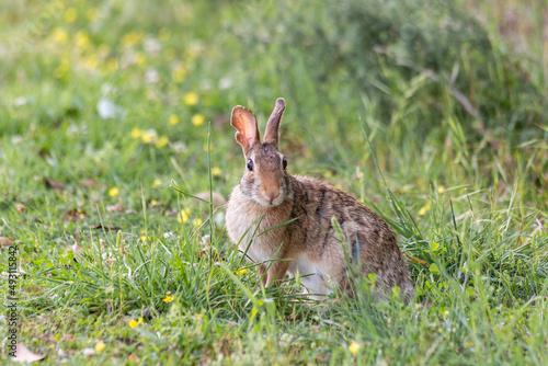 Close shot of a rabbit looking at the viewer direction on a meadow of grass