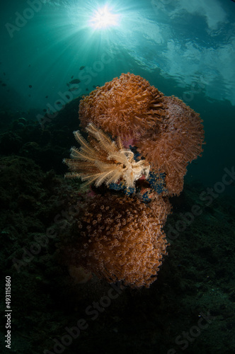 Feather stars (crinoidea) on the reef in the Lembeh Straits, North Sulawesi, Indonesia