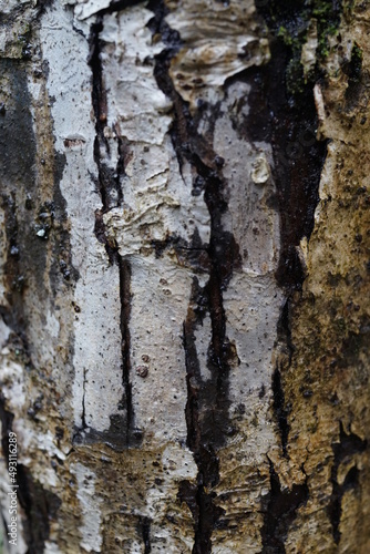 Fototapeta Naklejka Na Ścianę i Meble -  木の幹　表面　表皮　木の皮　クローズアップ　
