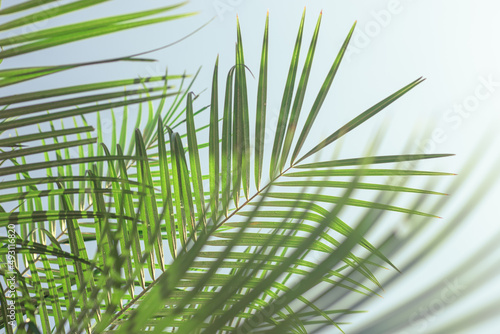 Palm leaves with water drops  leaf shadow. Template for text  natural plant background