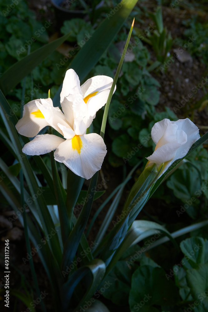 Beautiful white iris flower in the garden
