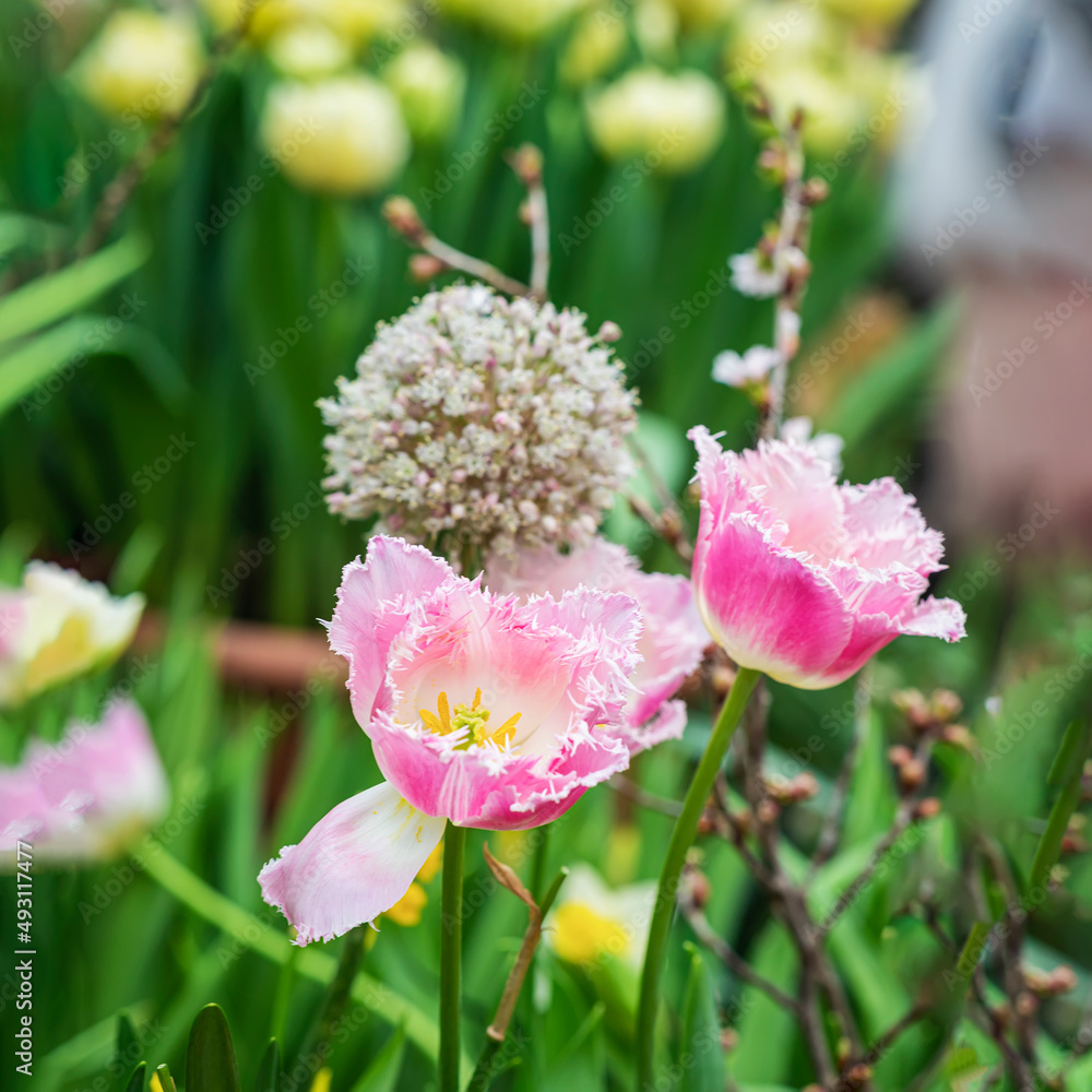 Beautiful scenic tulips, spring flowers, spring sunny day Beautiful scenic tulips, spring flowers, spring sunny day