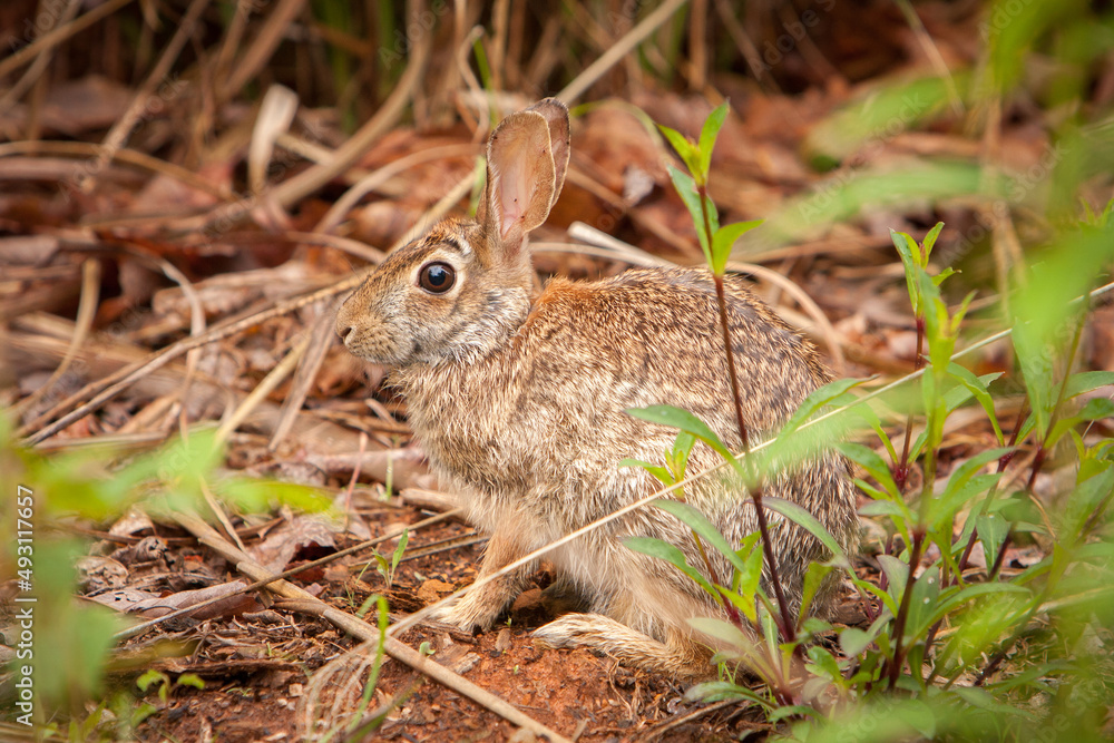 Fototapeta premium Cottontail brown bunny rabbit hiding behind plants and brush