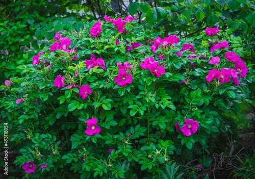 Wallpaper Mural A beautiful large cherry red old fashioned, vintage, aromatic shrub rose bush as a focal point in a residential garden in Chicago on a delightful spring day.  Torontodigital.ca