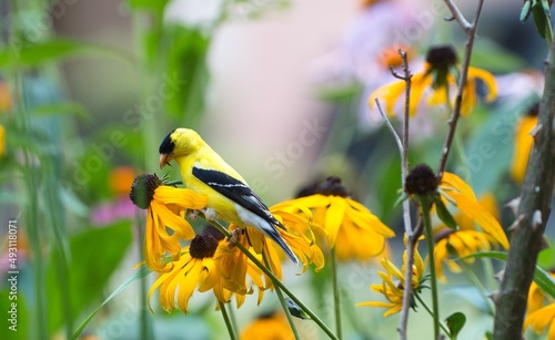 Photography American goldfinch bird perching on a flower eating seeds.