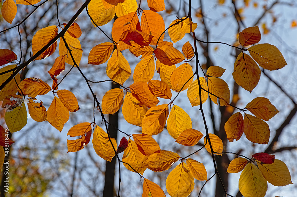 Bright golden beech leafs in the forest - Fagus
