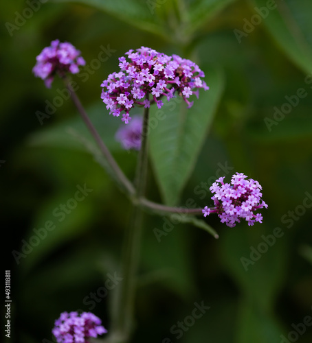 Photo of tall purple verbena with slender  willowy stems branching out widely near the top with rich tiny lilac-purple flower clusters