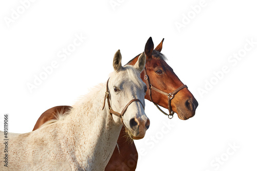 Two horses - bay and gray isolated on a white background.