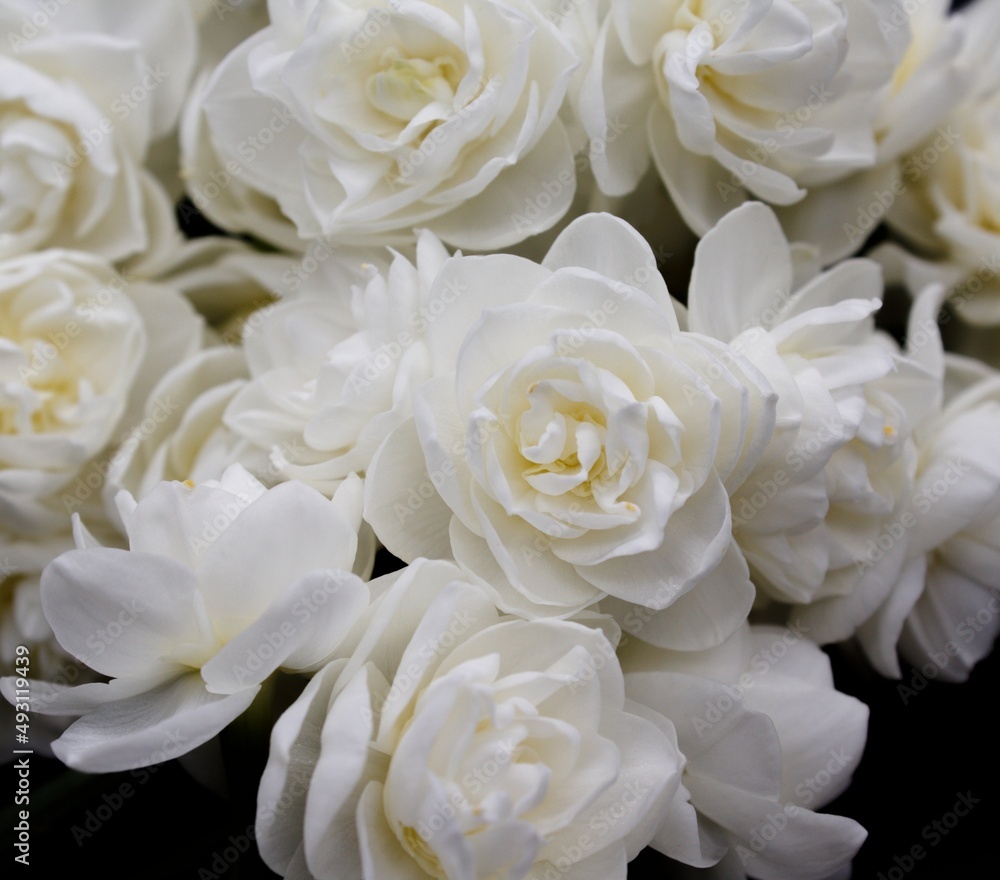 background of white doubles narcissus on black background background of white doubles narcissus on black background