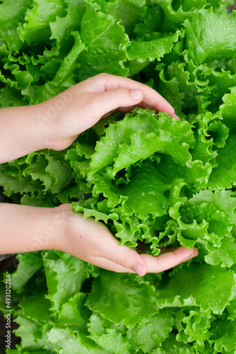 child hands holding fresh green lettuce in farm garden