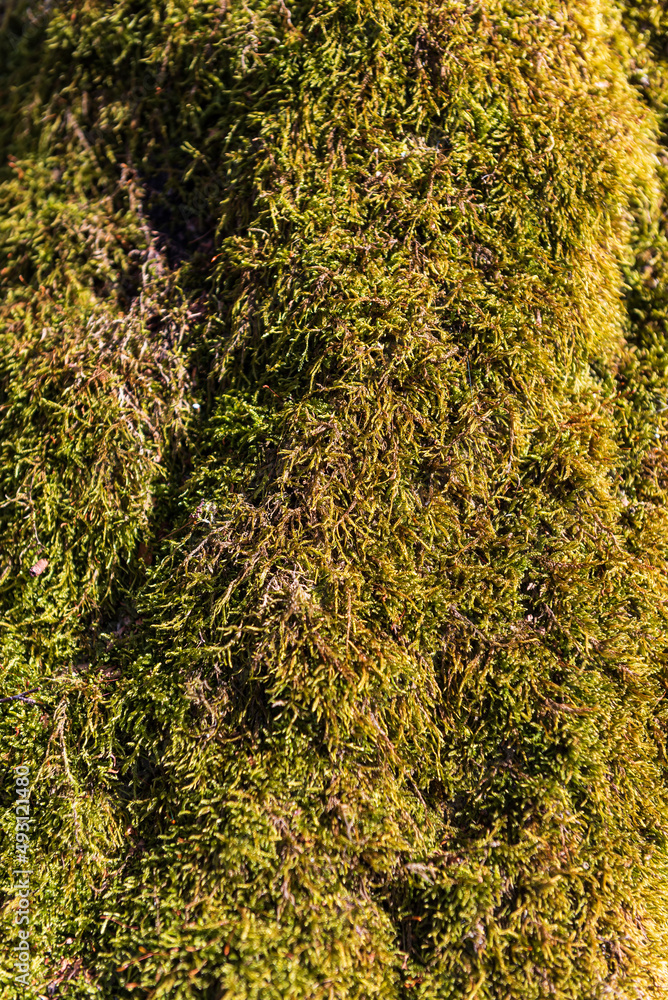 Green moss on tree, sunny day. Green moss on tree, sunny day.