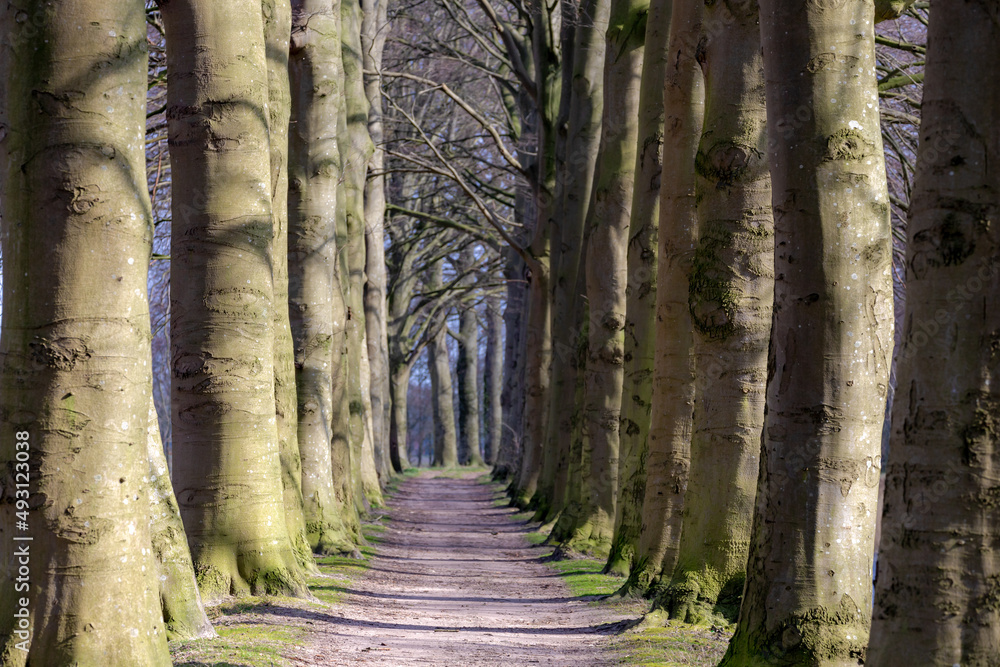 Countryside landscape with view of nature path, A row of trees trunk along the walk way, Sunny day in early spring with narrow tree in the wood with along sidewalk, Overijssel, Netherlands. Countryside landscape with view of nature path, A row of trees trunk along the walk way, Sunny day in early spring with narrow tree in the wood with along sidewalk, Overijssel, Netherlands.