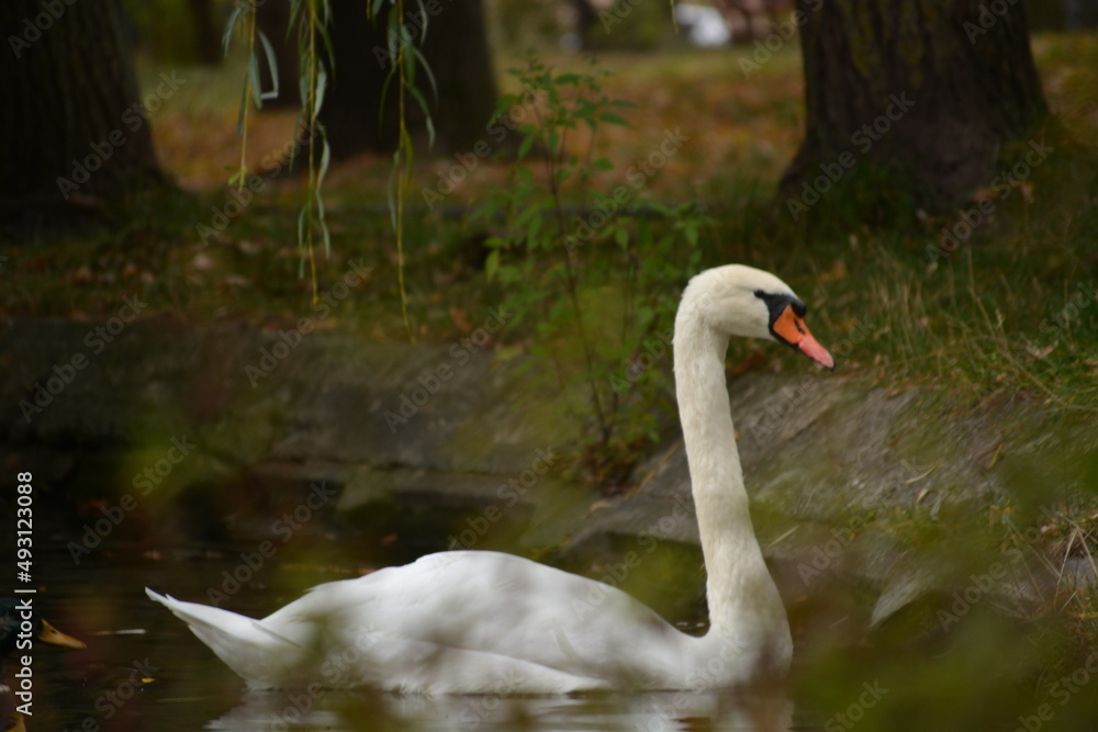 Fototapeta premium White swan flock in spring water. Swans in water. White swans. Beautiful white swans floating on the water. swans in search of food. selective focus