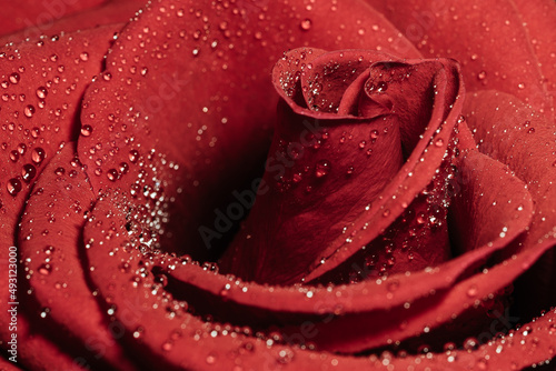 macro close up red rose