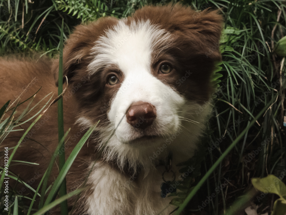 Young brown and white border collie pup with vibrant eyes
