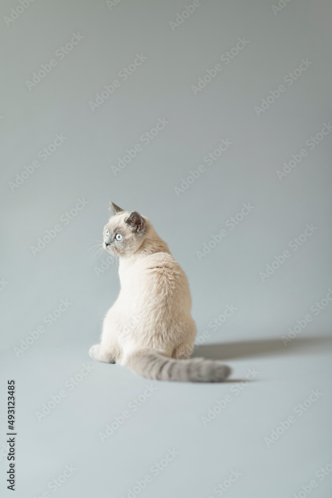 Obraz premium 子猫 シャム猫